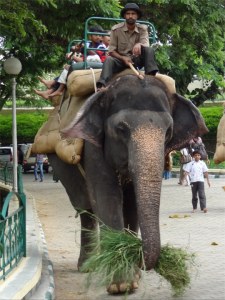 Riding an elephant at Mysore palace image