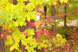 Fall foliage in Quebec Canada image