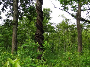 A vine strangling a tree image