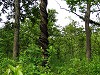 A vine strangling a tree