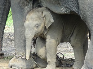Baby elephant with mother image