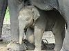 Baby elephant with mother by Veronica Smith