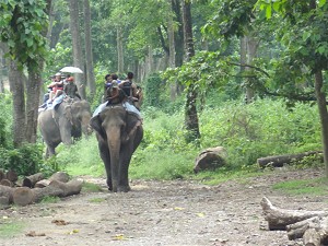 Elephants walking though the forest image