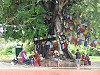 Flags hanging on a tree