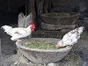Chickens eating from a stone bowl by Veronica Smith