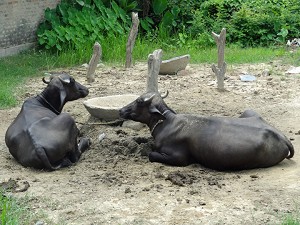 Two reclining cows image
