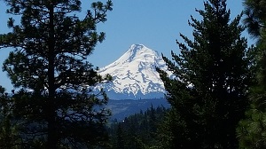 Mount Hood through the trees image